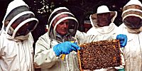 Image of beekeeping