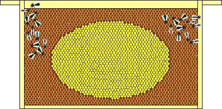 1100 Sealed Brood Cells