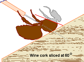 Bee mounted on cork using double needle