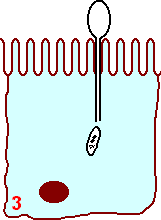 Nosema spore injecting sporoplasm into epithelial cell