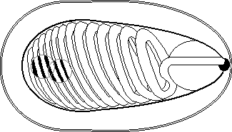 Interior of protozoon Nosema Apis