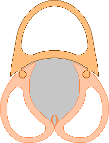 Cross section of honey bee sting