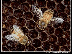 HONEY BEES... Often seen in numbers up to several hundred on flowering plants. Active mainly during the mid morning and afternoon... If there are many thousands of them clustering like a bunch of grapes... That is a swarm.