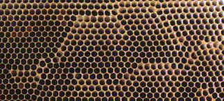 Shear lines in cell transition