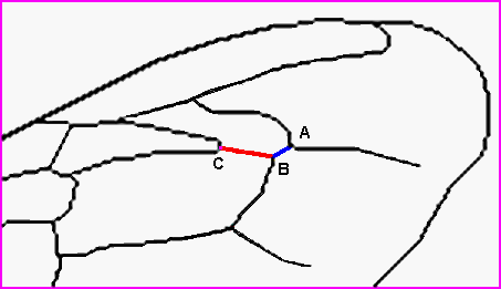 Inset Showing Detail for Cubital Index