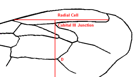 Enlarged Section Showing Discoidal Shift Detail