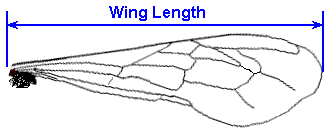 Honey Bee Wing Length