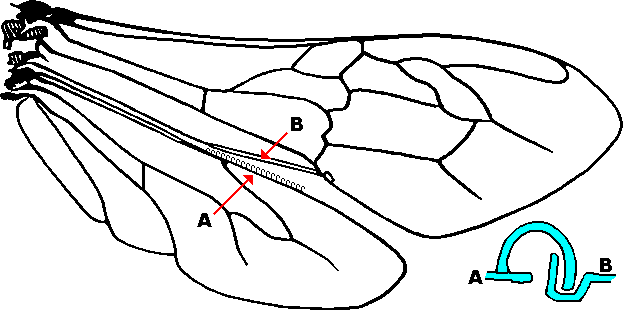 Wings showing hook and groove coupling of fore and hind wings