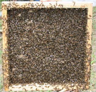 Roger Patterson modified vortex escape board showing bees