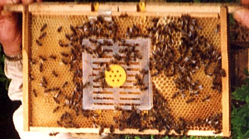 Complete queen rearing cup kit system bee beekeep catcher box & 100 cell cups_eu 