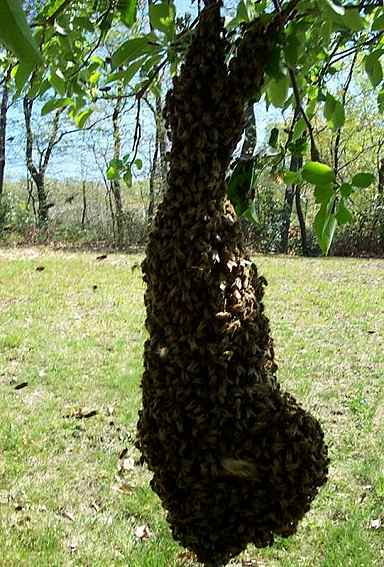 The swarm re-forms after being thrown in the air