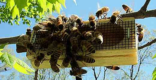 At 5 minutes, 50 bees have located the queen