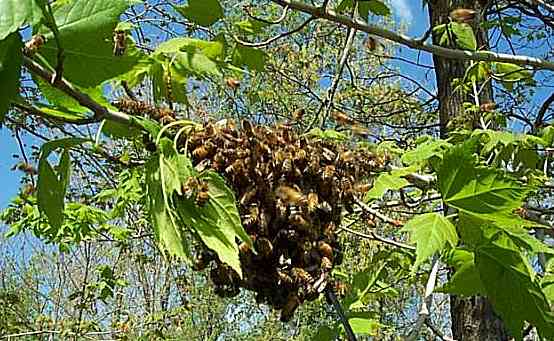 15 minutes and the cluster grows around the caged queen