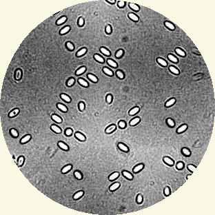 Nosema spores, appearance under microscope