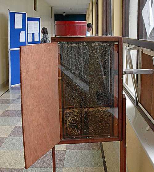 Observation hive in the main corridor