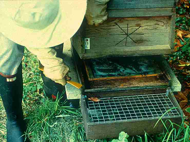 Dead Bee Collecting Box Used In Devon, Photo... Brenda Ball, Rothamsted Research