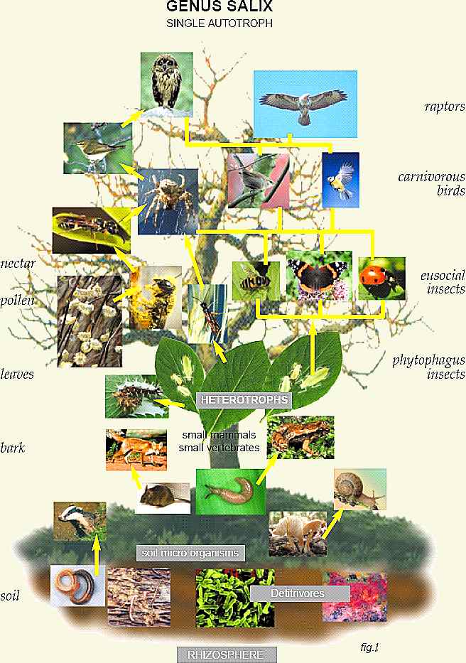 rainforest food chain diagram. tropical rainforest food web